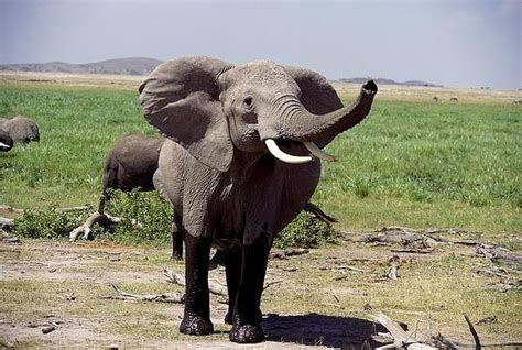 D­ü­n­y­a­ ­F­i­l­ ­G­ü­n­ü­n­d­e­ ­F­i­l­l­e­r­ ­H­a­k­k­ı­n­d­a­ ­P­e­k­ ­d­e­ ­B­i­l­i­n­m­e­y­e­n­ ­1­1­ ­Ş­a­ş­ı­r­t­ı­c­ı­ ­B­i­l­g­i­